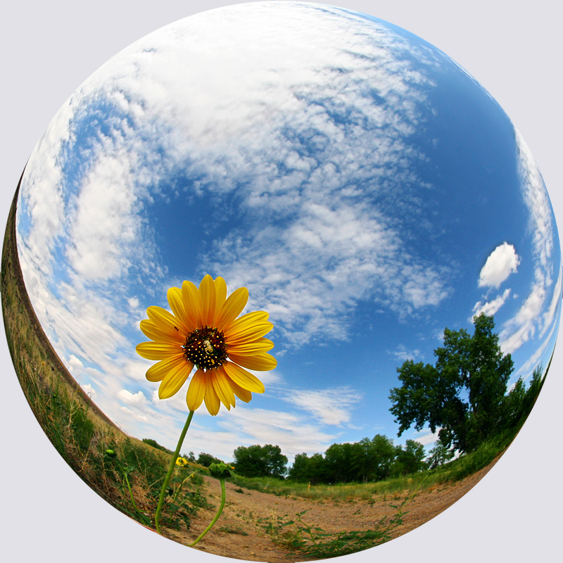  SunFlower