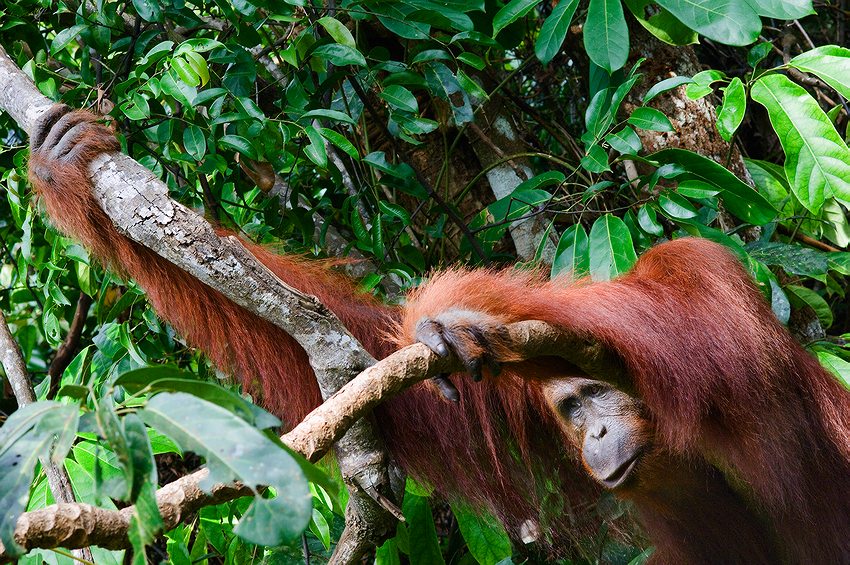  Pongo pygmaeus wurmblii