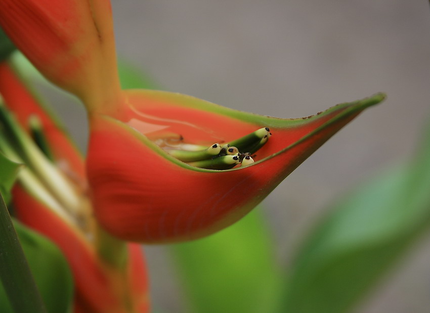  heliconia