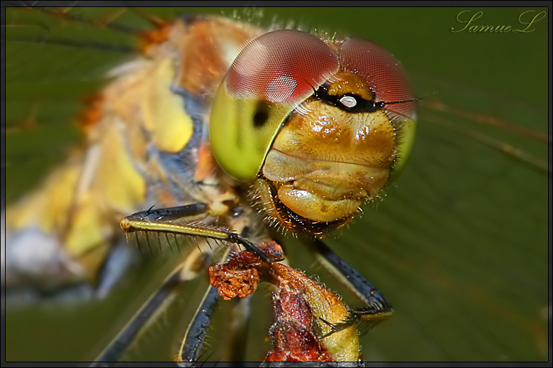  Odonata