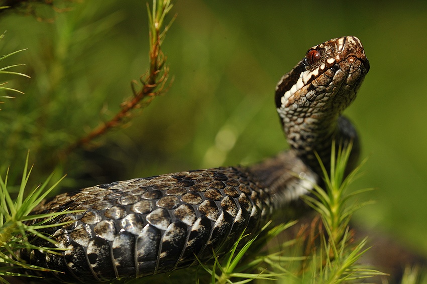  Vipera berus