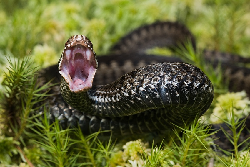  VIPer