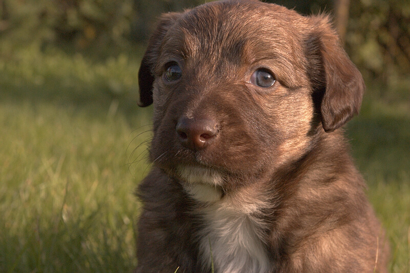  Puppy