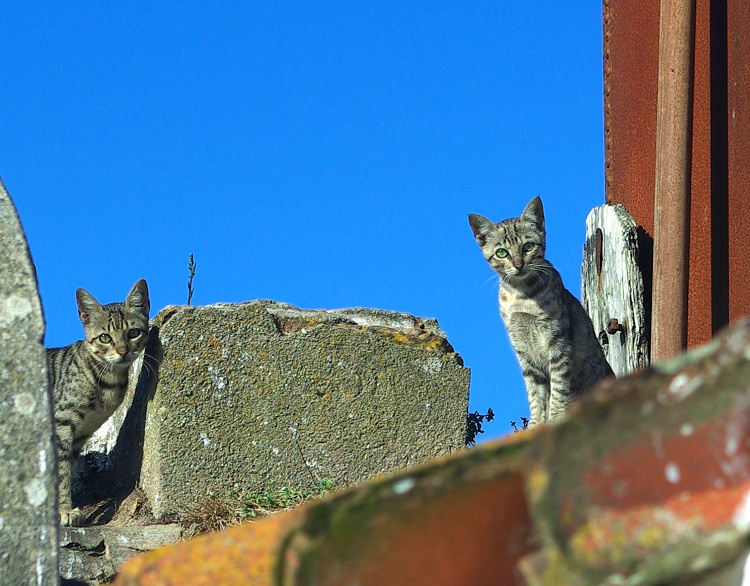  Roof dwellers