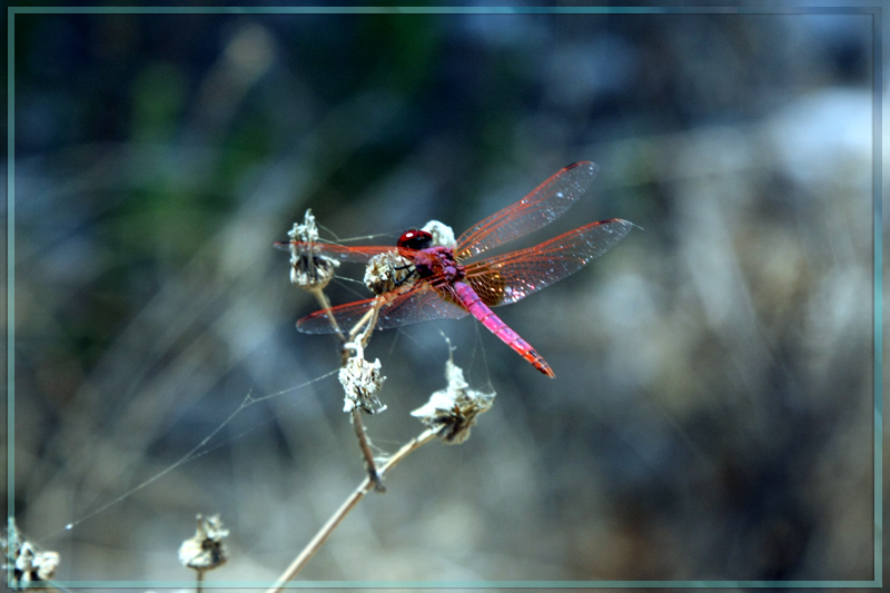  Dragonfly