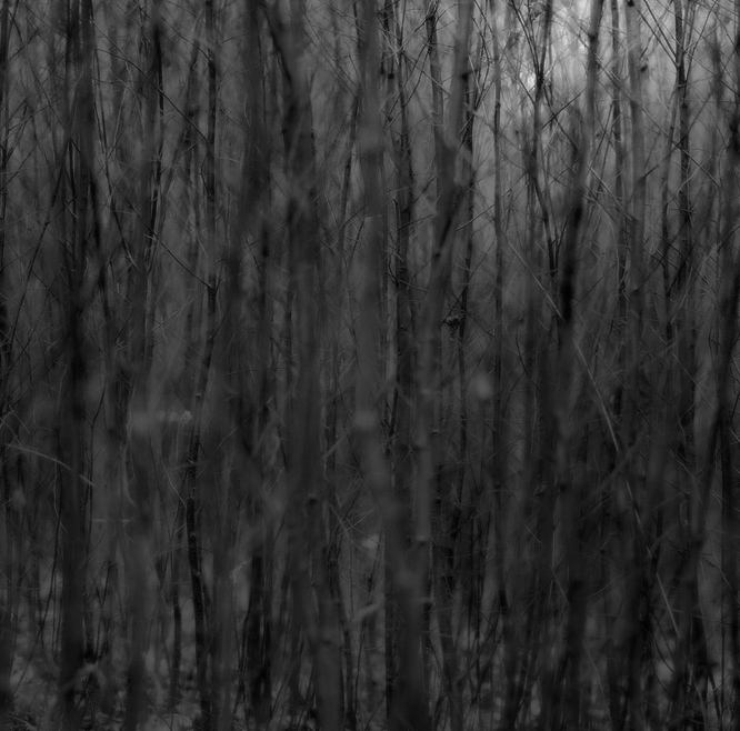  leaves fall keeping silence 