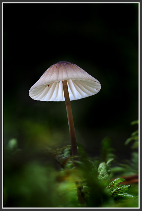  Fungi