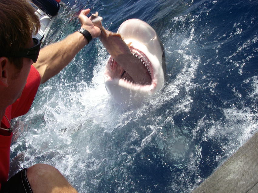  Shark