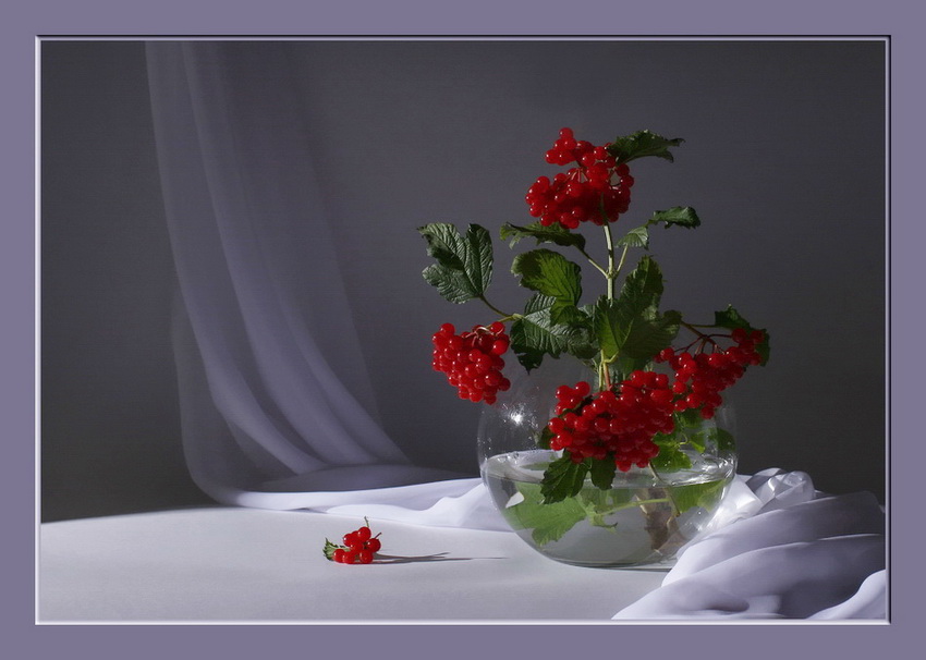  Viburnum No.1