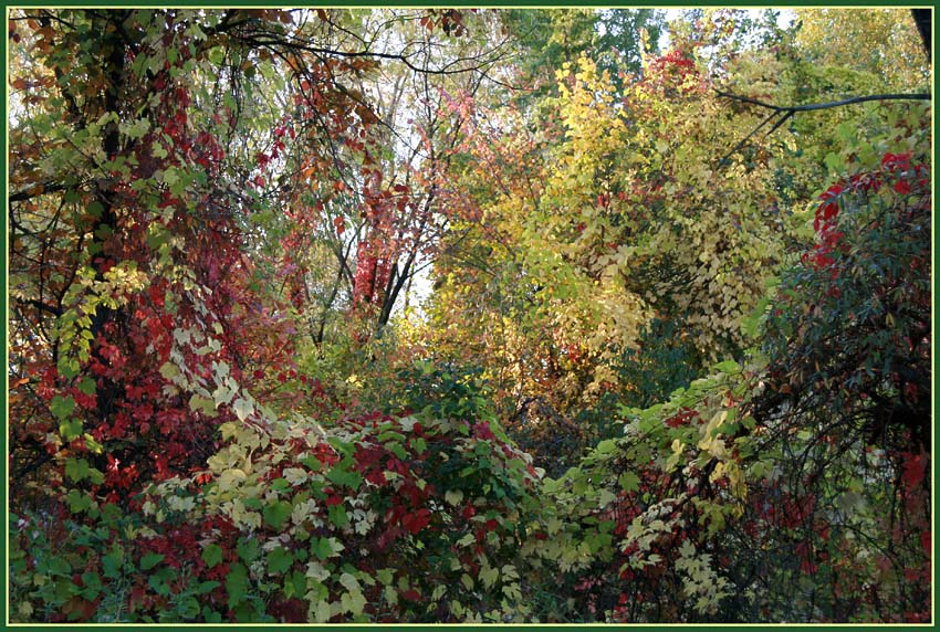     Red Green Yellow