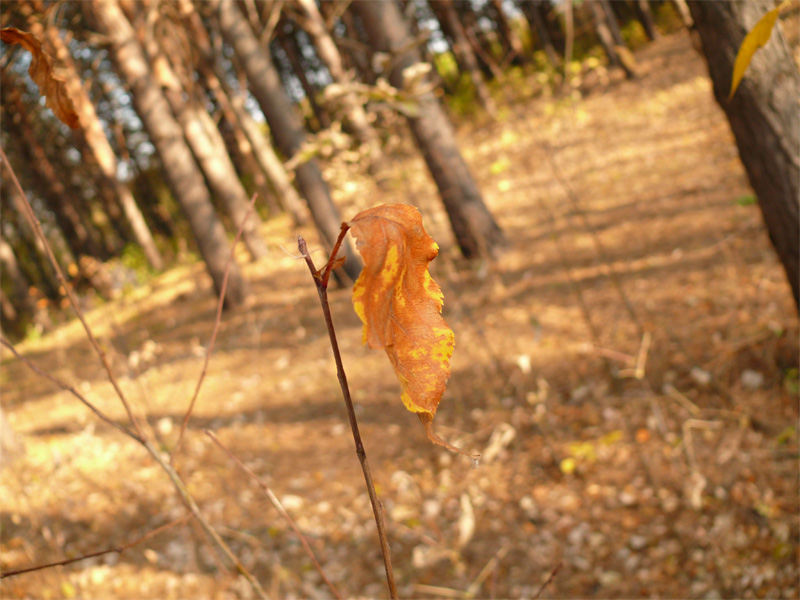  Alone in the Forest