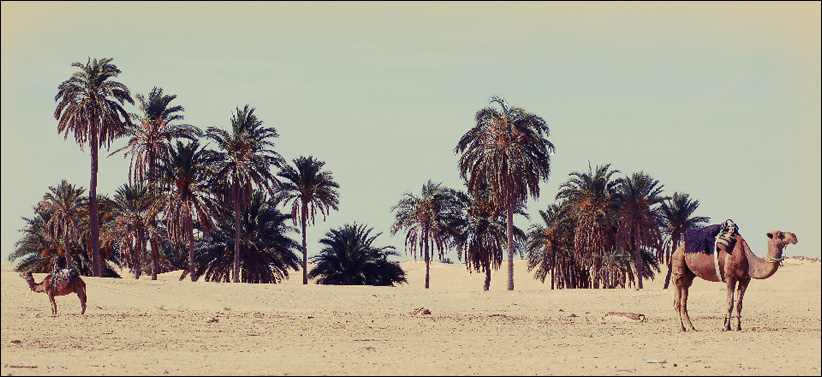 Two camels in contrasts