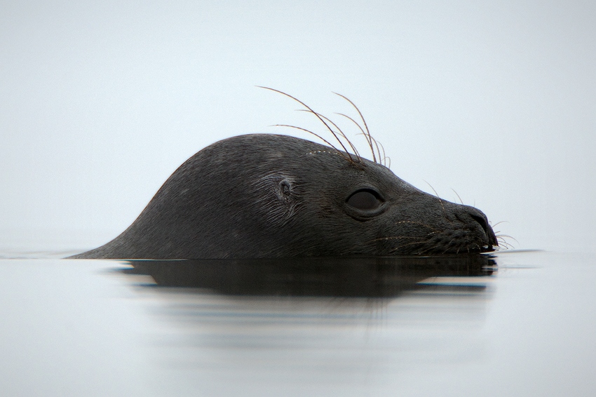  Ladogensis