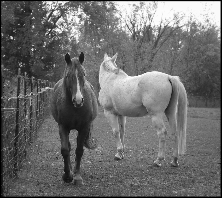  horses