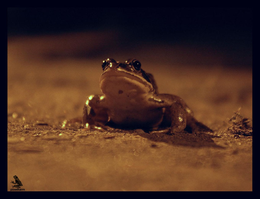  "hypno toad"
