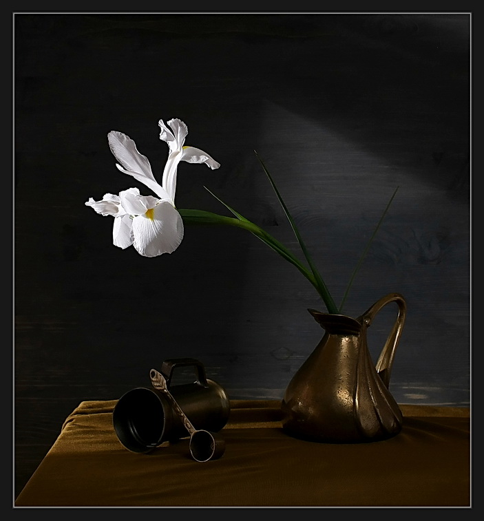  Iris No.8