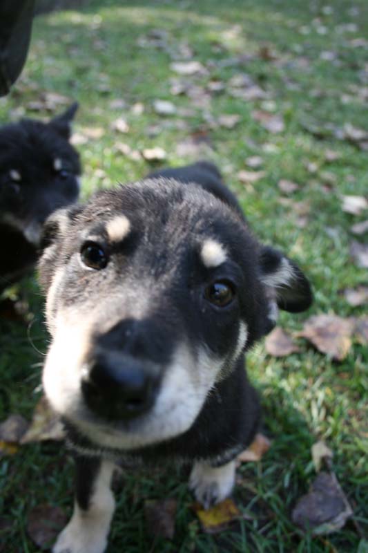  PUPPY