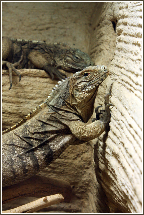  varan [cz] 