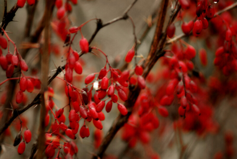  Simply Red