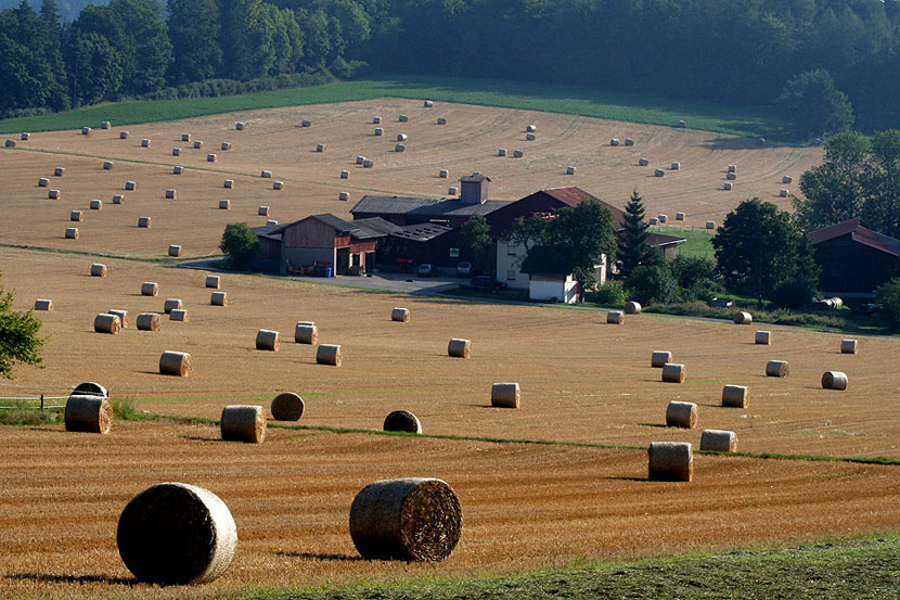  Harvest time