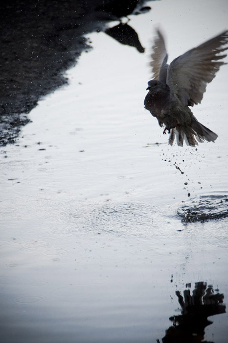  Pigeon peace