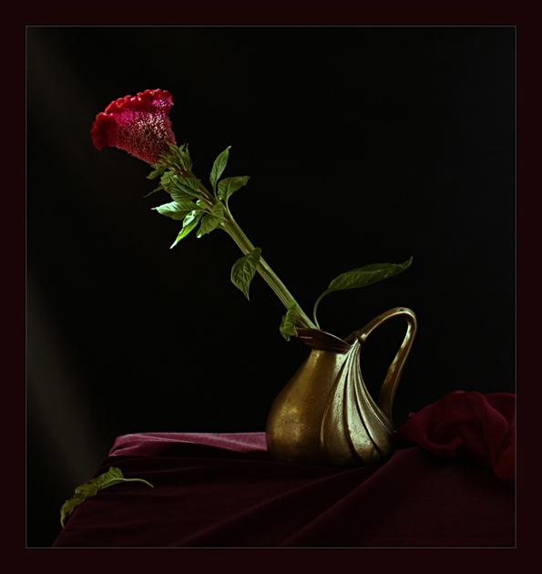  Celosia No.1