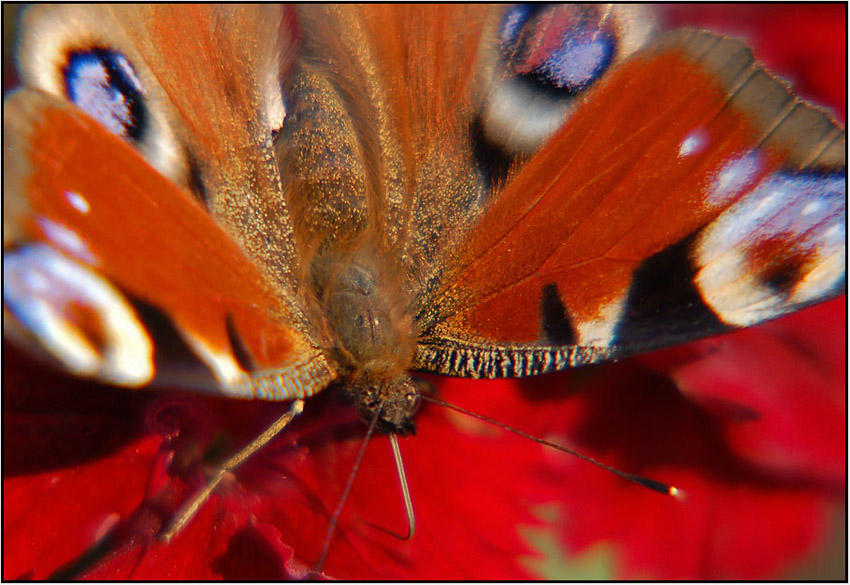  Colors of butterfly