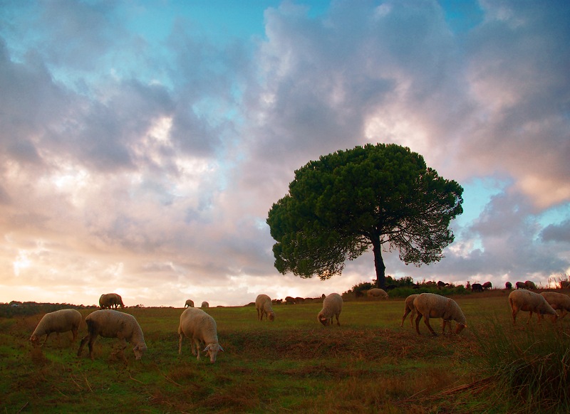  ...where sheep graze