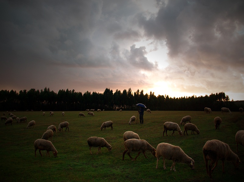 ...where sheep graze #2