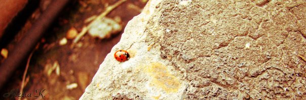  ladybird