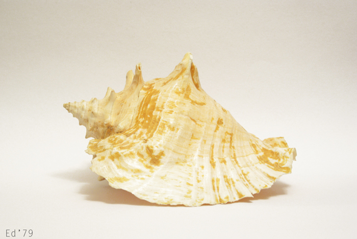  Sea shell