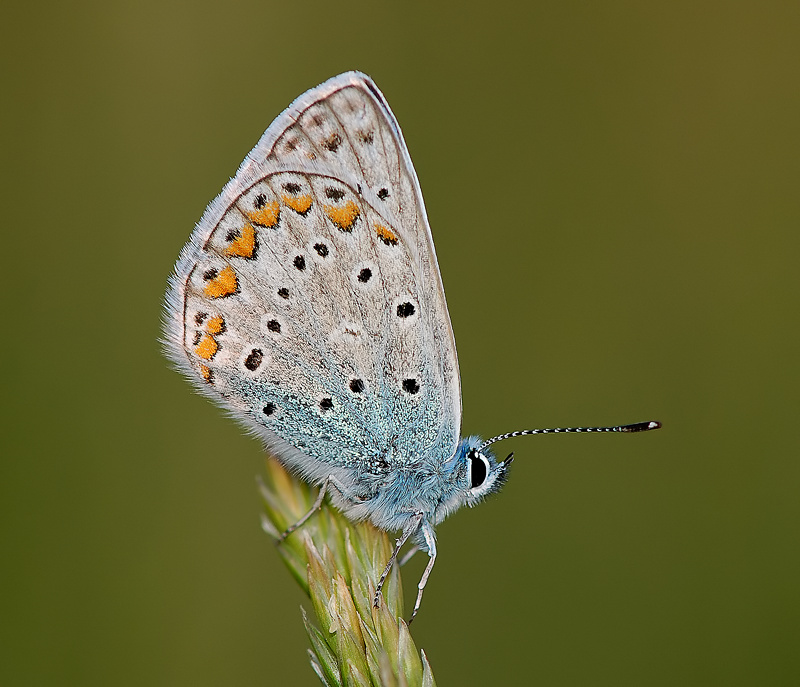  Polyommatus icarus