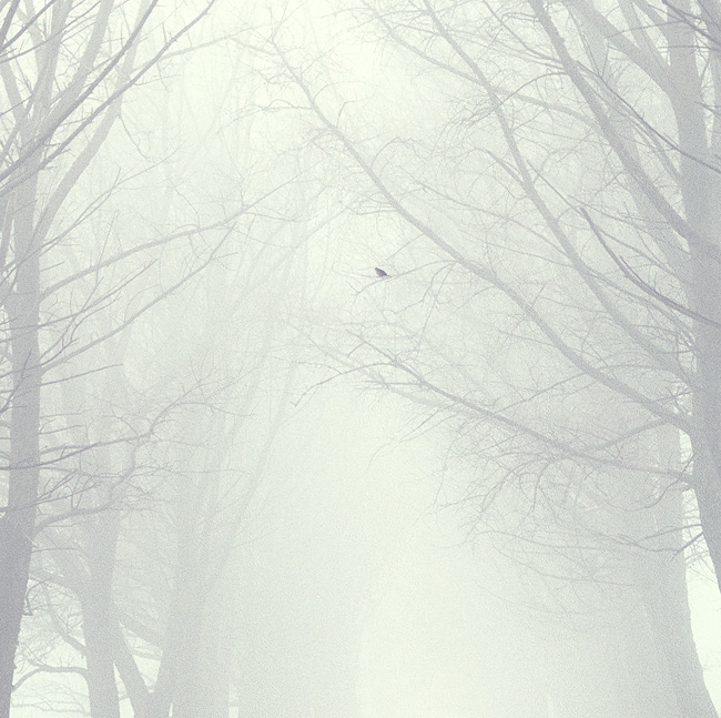  the silent bird