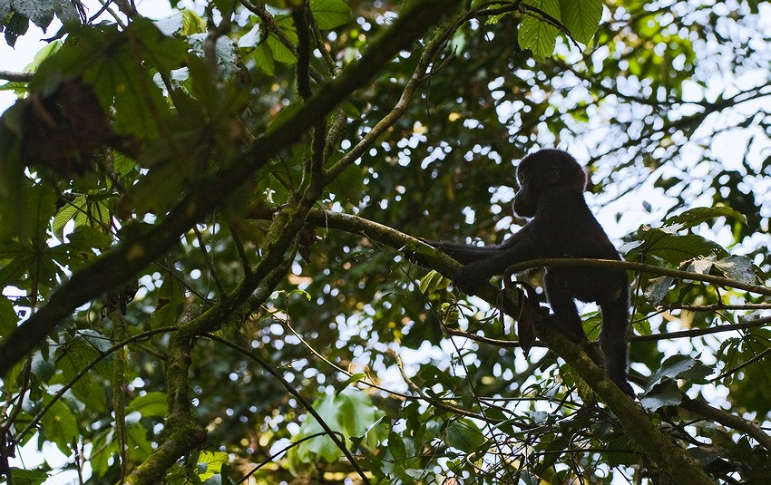  Gorilla beringei beringei jr.