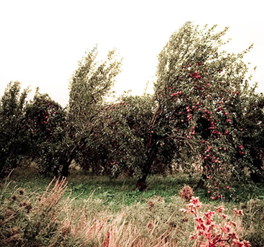  yabloko