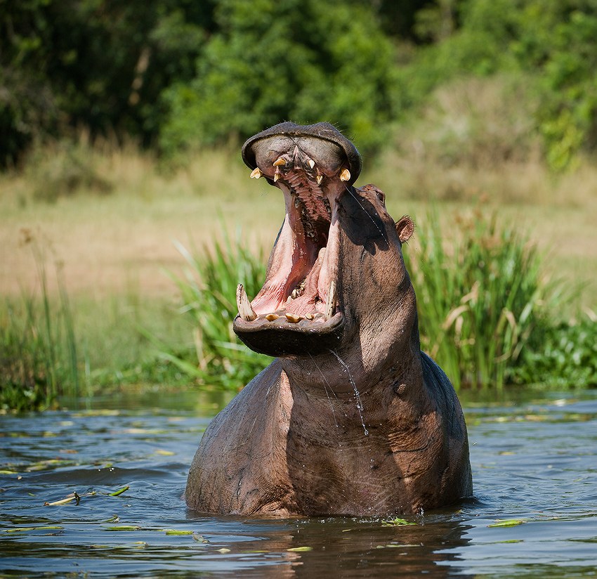  Hippopotamus amphibius.
