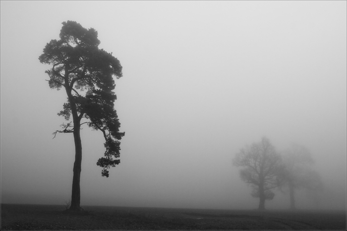  grey day