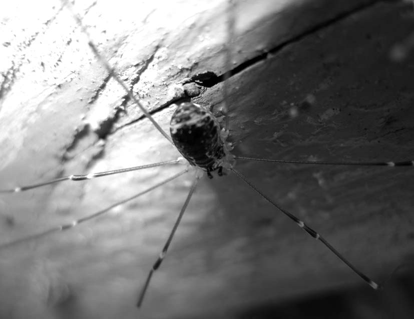  spiader