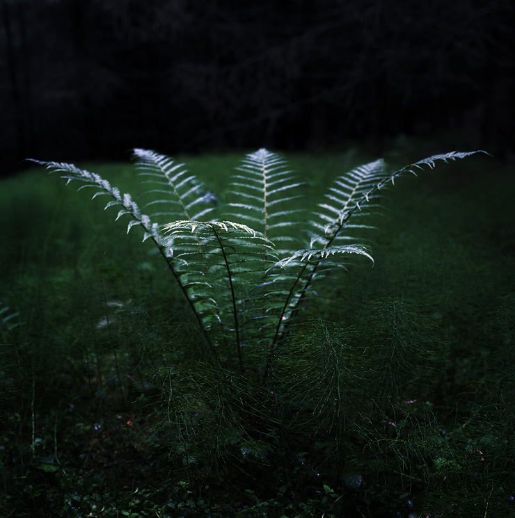  a fern