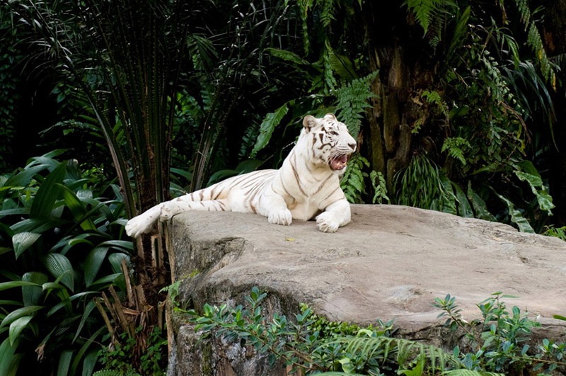  White tiger