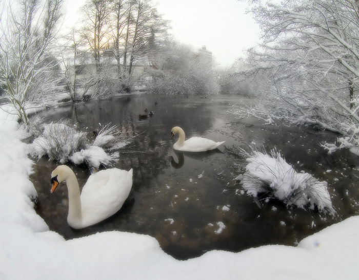  snow