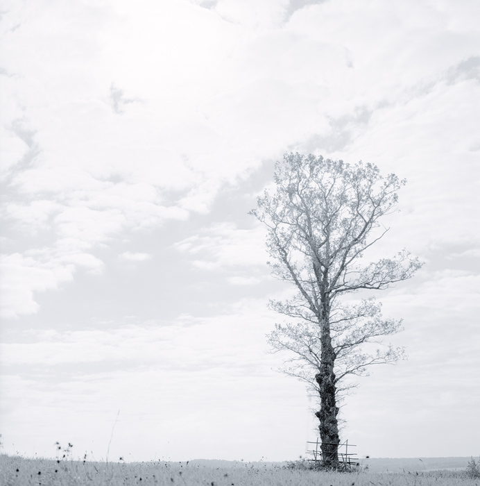  an oak in early autumn light