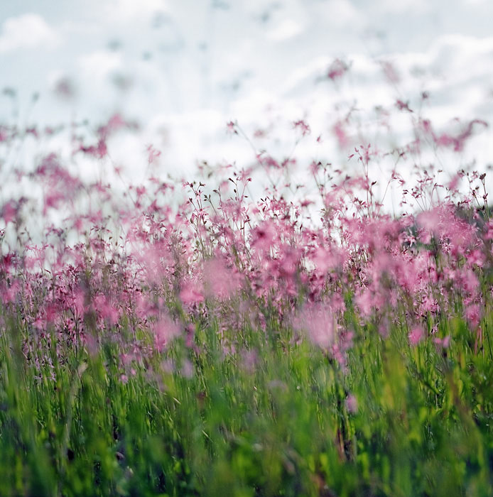  summer field