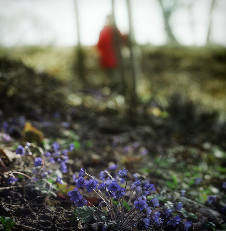  a red springtime angel 