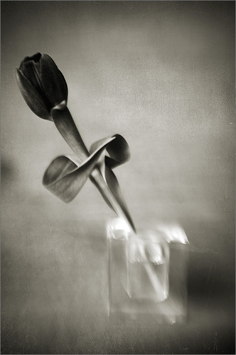  tulip, cut flowers