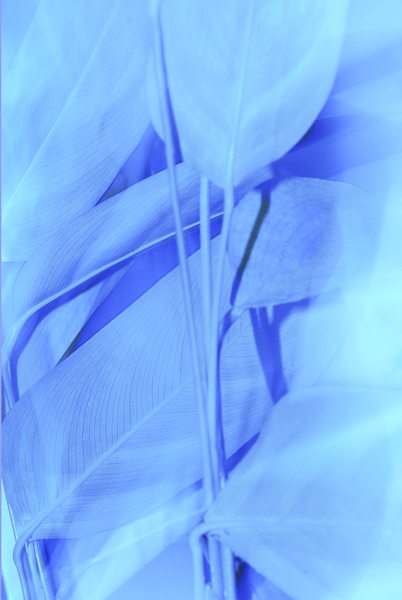  in blue