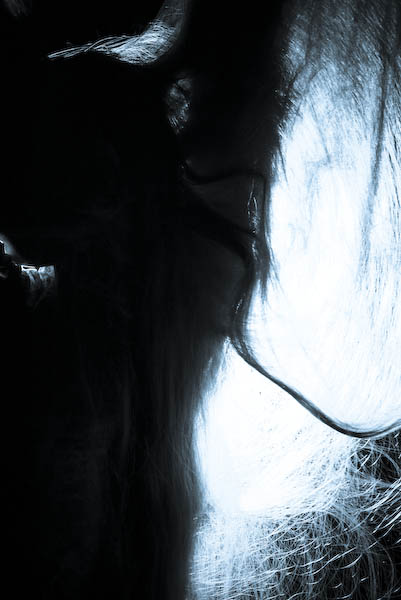  hairs v/2