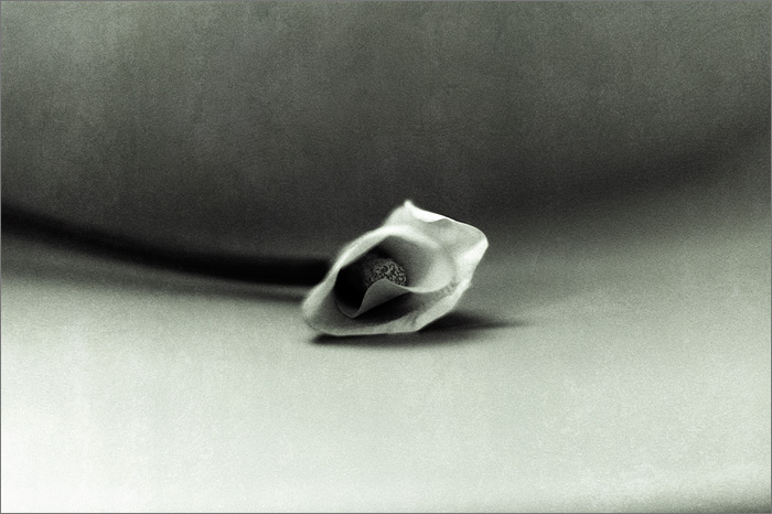  Zantedeschia, tangent