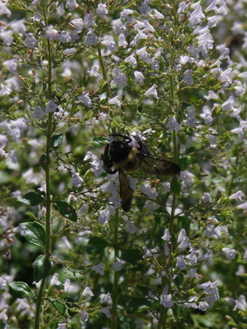  bzzzz......
