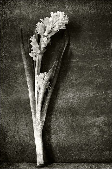  Hyacinthus orientalis. Main wall.